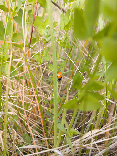 Vrtojbensko biljenski grici - Šempeter pri Gorici