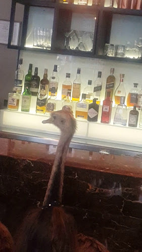 Comentarii opinii despre Kavarna Zvezda, Hotel Slon