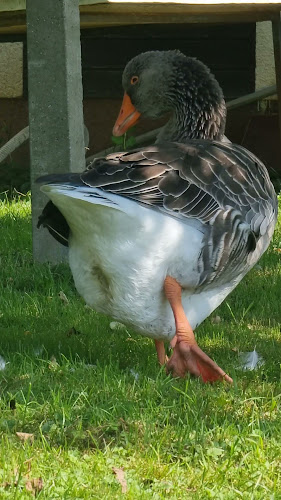 Opinii despre Gostilna GEZOVE JAME Sebastijan Rudolf s.p. în Ljutomer - Gastronomija in gostinstvo